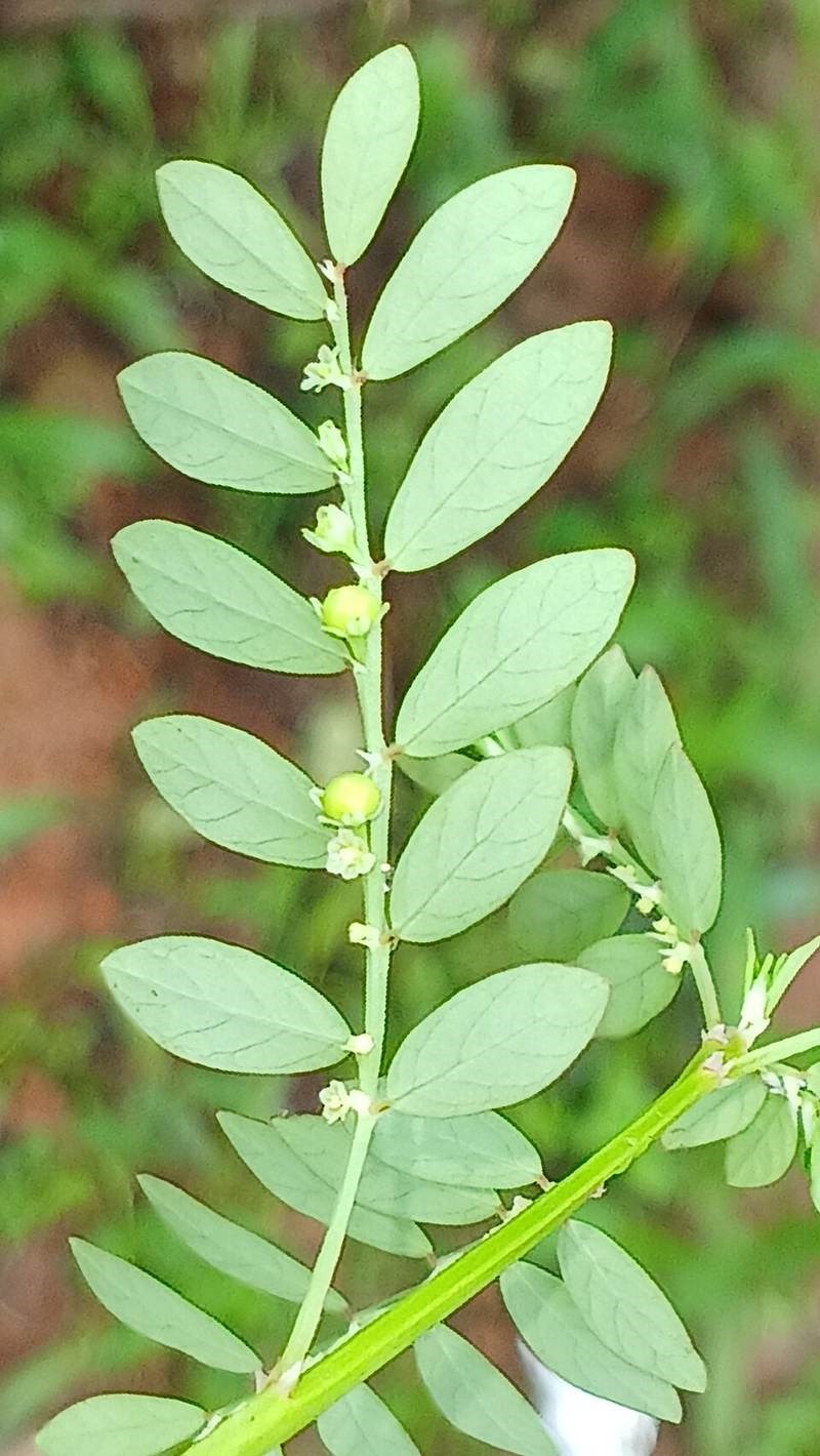 Diệp hạ châu đắng