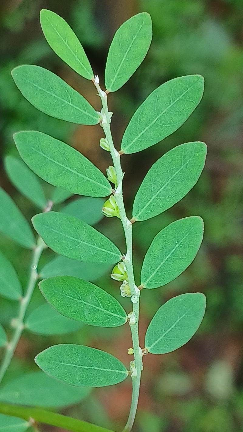 Diệp hạ châu đắng