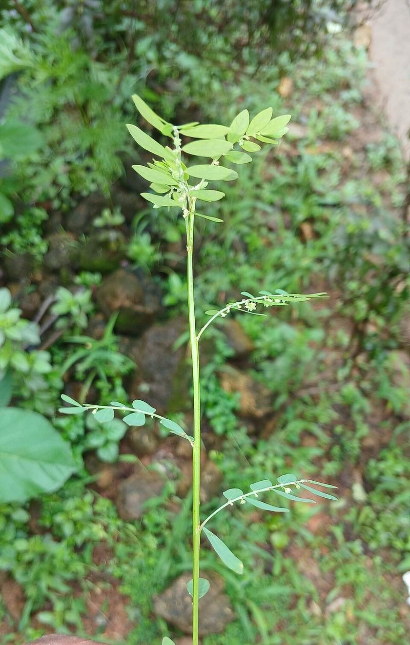 Diệp hạ châu đắng