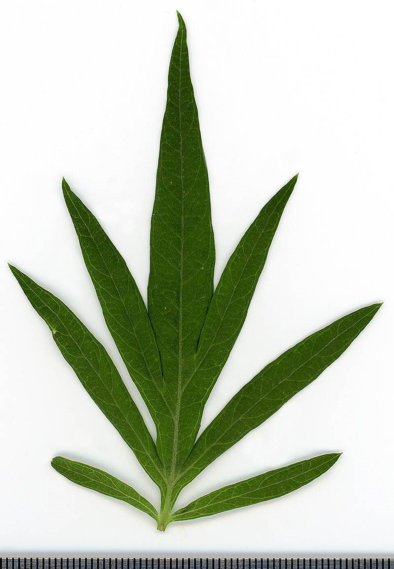 Ngải cứu