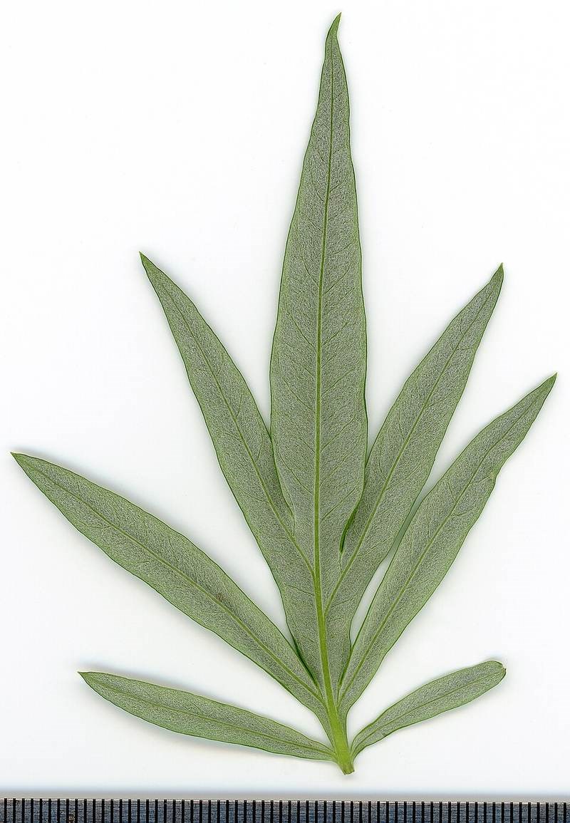 Ngải cứu