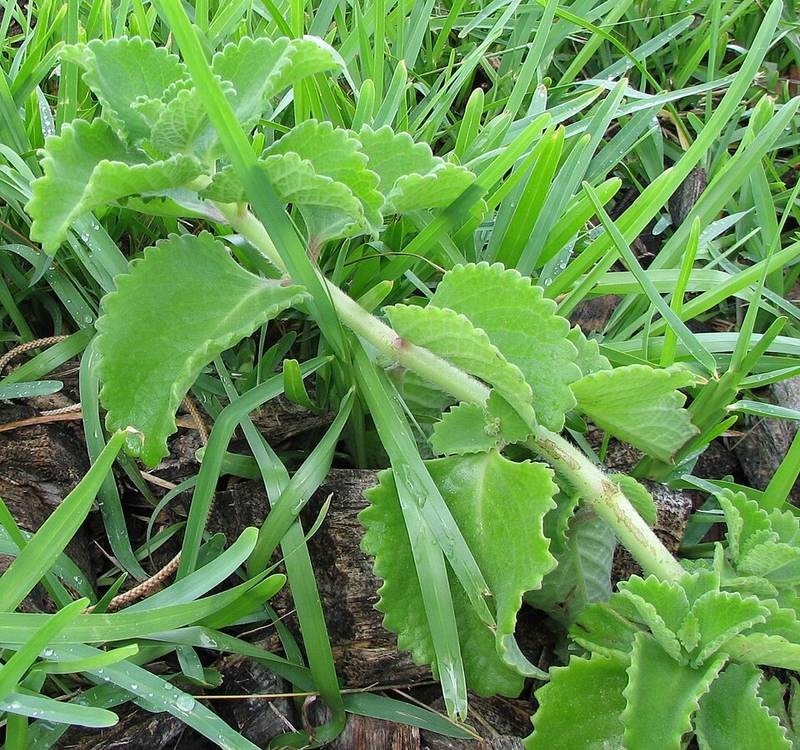 Tần dày lá (húng chanh)