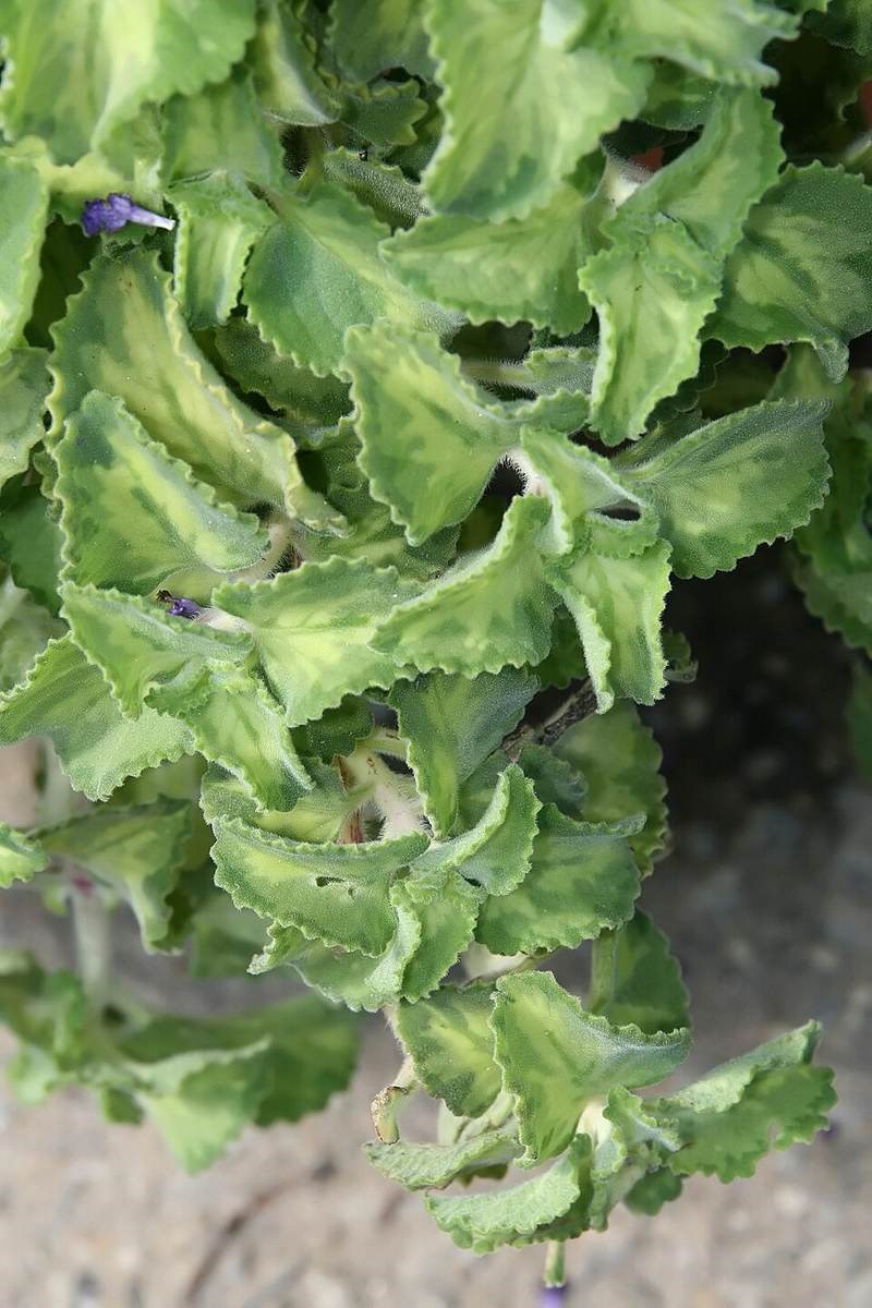 Tần dày lá (húng chanh)