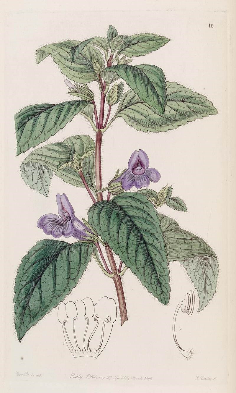 Nhân trần