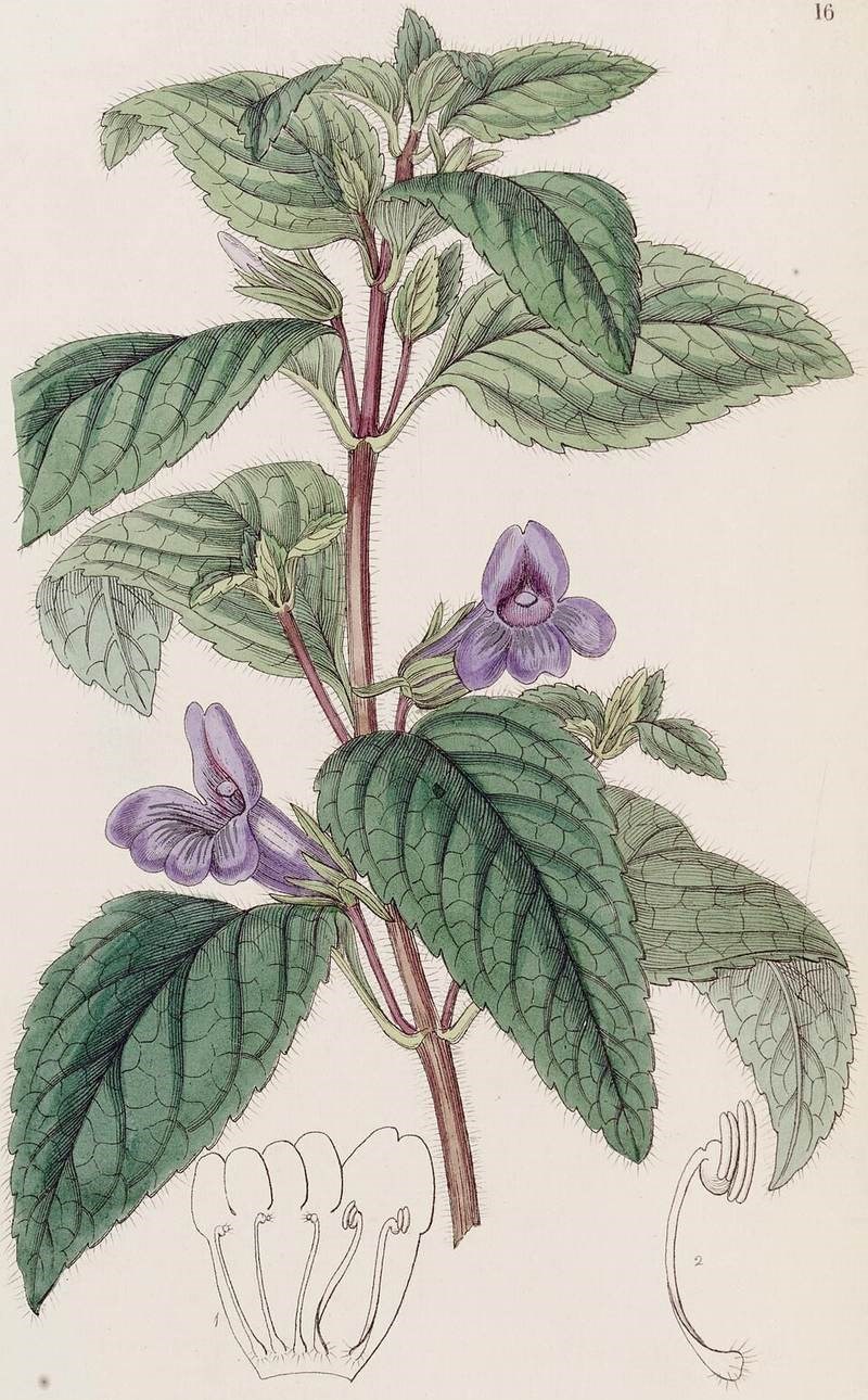 Nhân trần