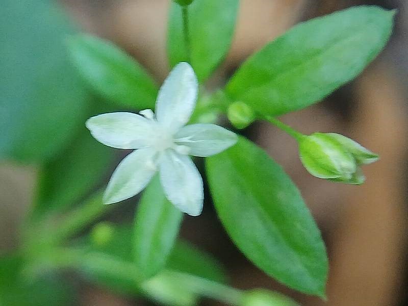 Rau đắng đất