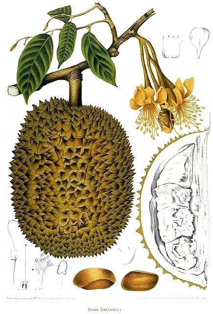 Sầu riêng
