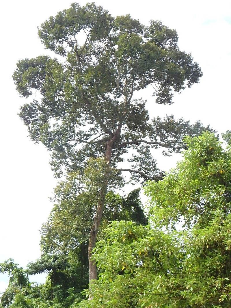 Sầu riêng