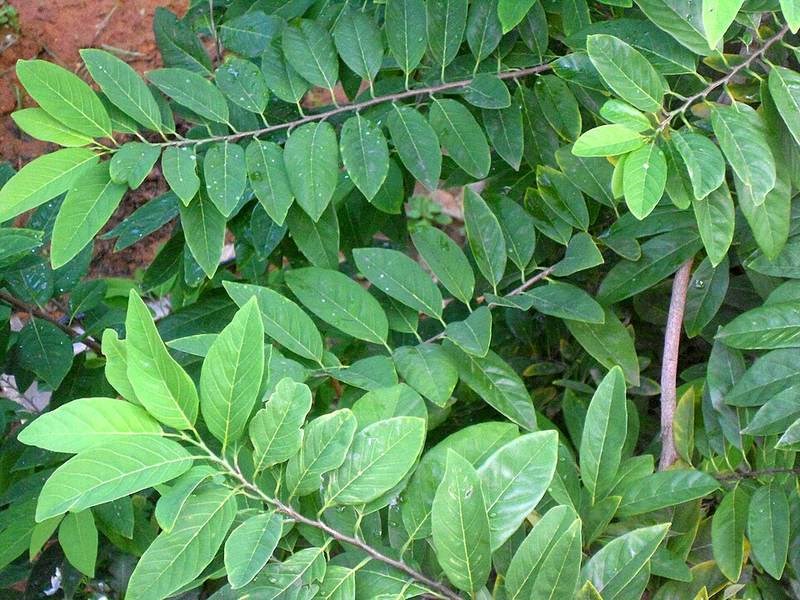 Na (mãng cầu ta)