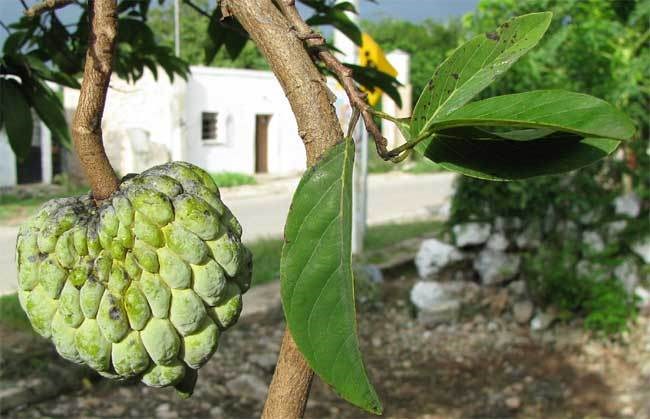 Na (mãng cầu ta)