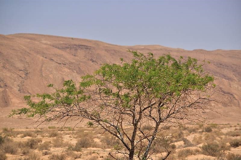 Me keo (keo tây)