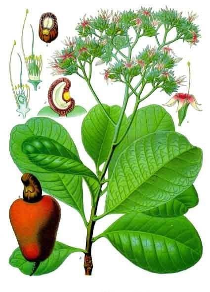 Điều (đào lộn hột)