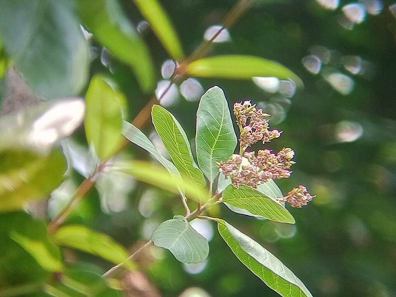 Điều (đào lộn hột)