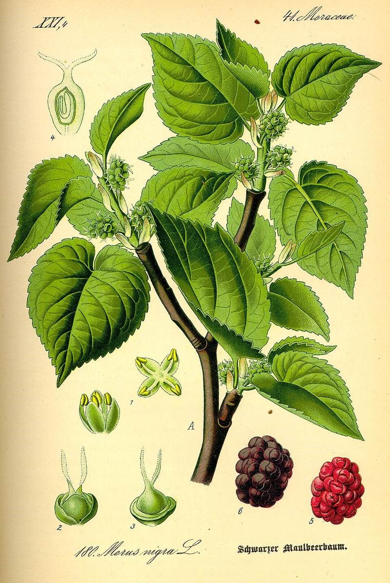 Dâu tằm