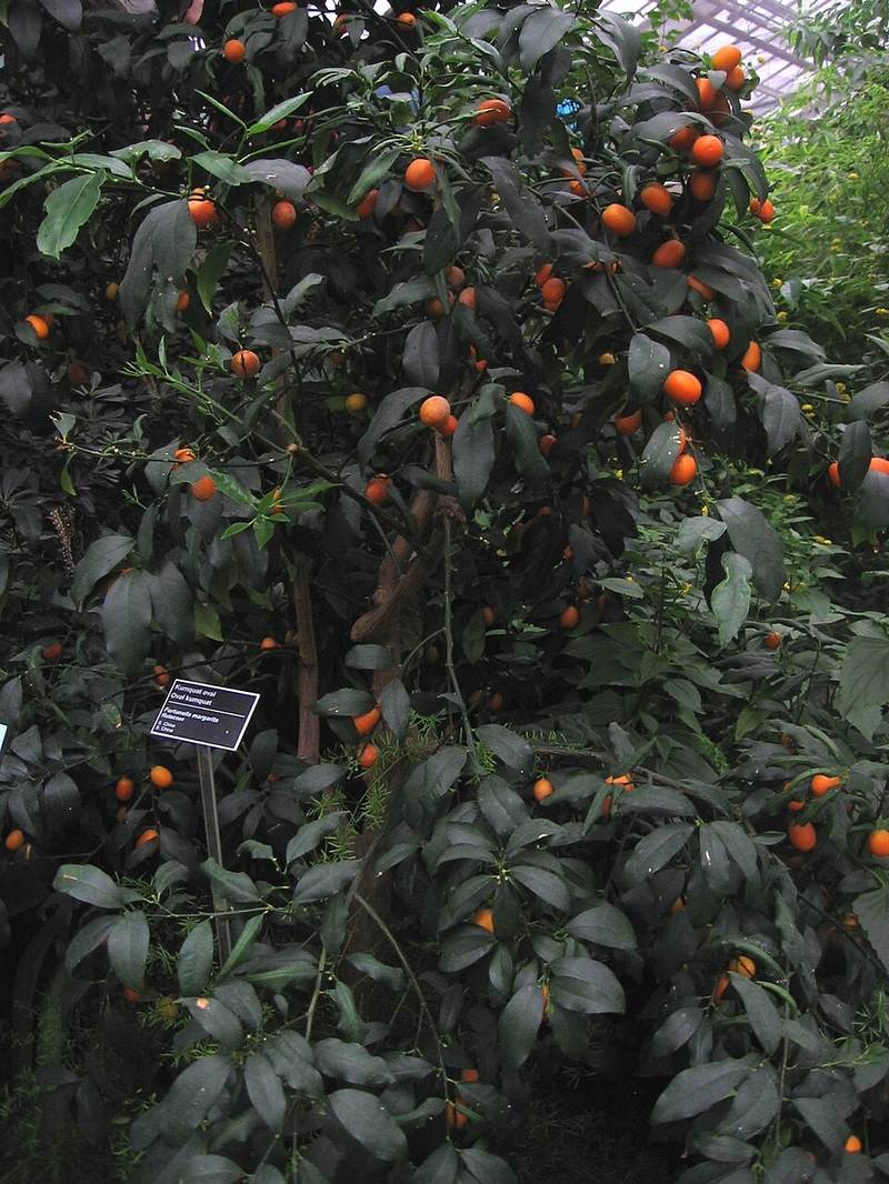 Quất (tắc)
