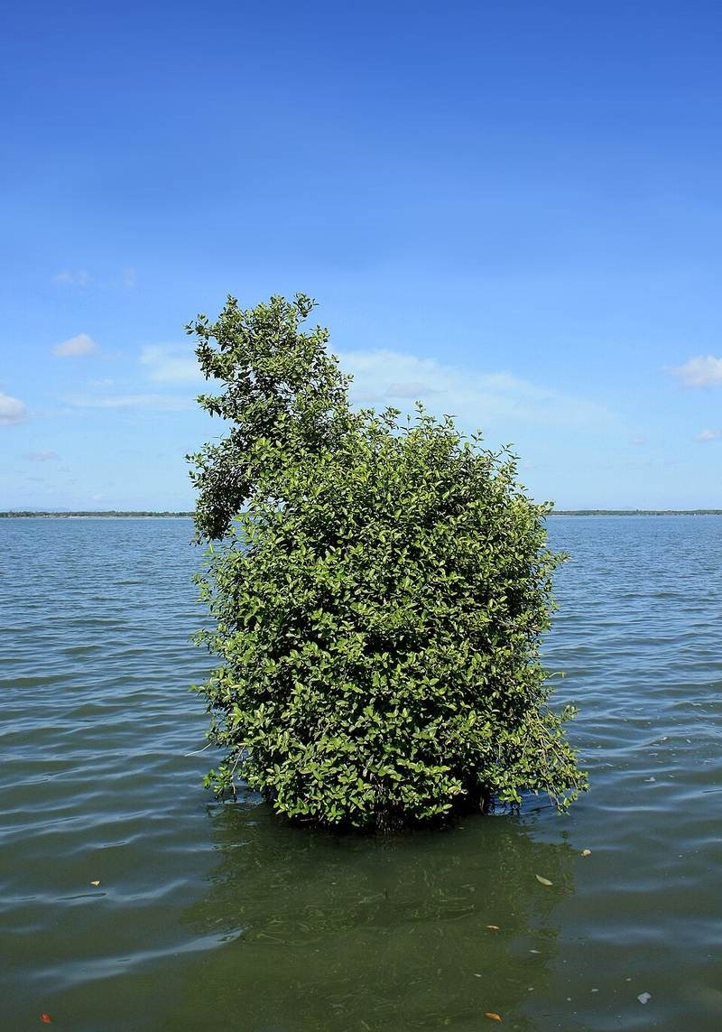 Mắm biển