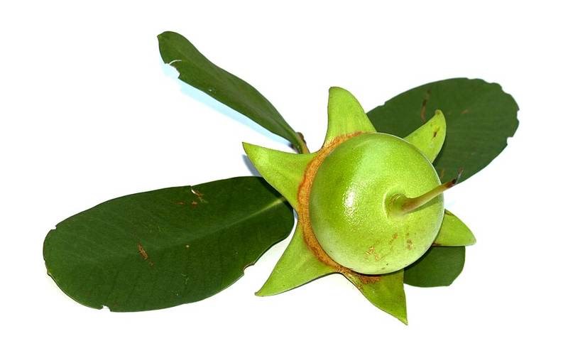 Bần chua