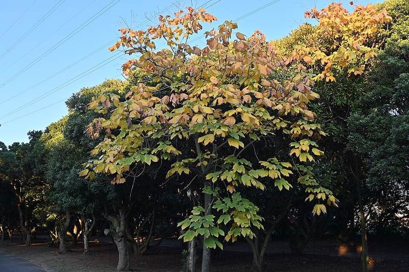 Ngô đồng cảnh