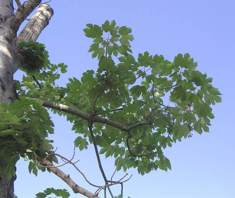 Ngô đồng cảnh
