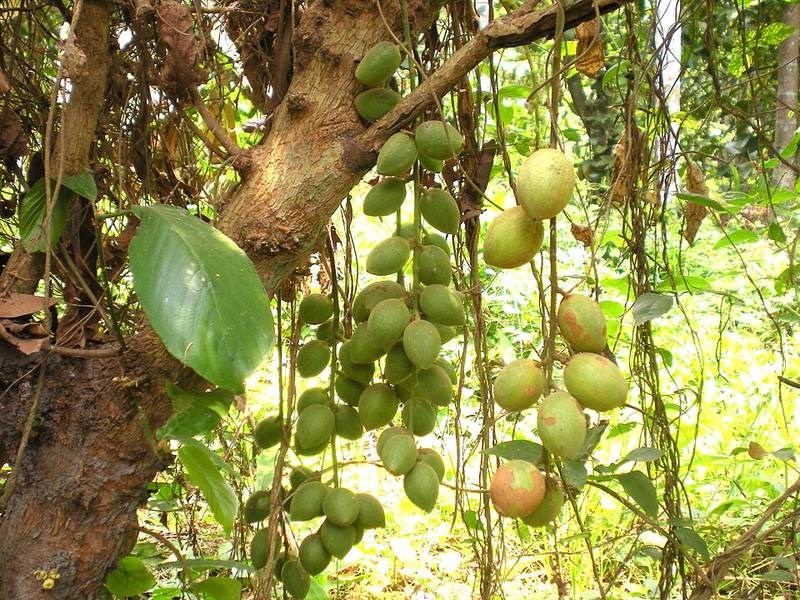 Dâu gia đất