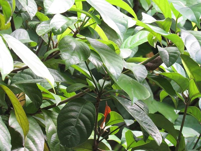 Dâu gia đất