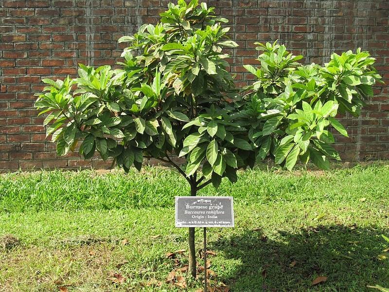Dâu gia đất