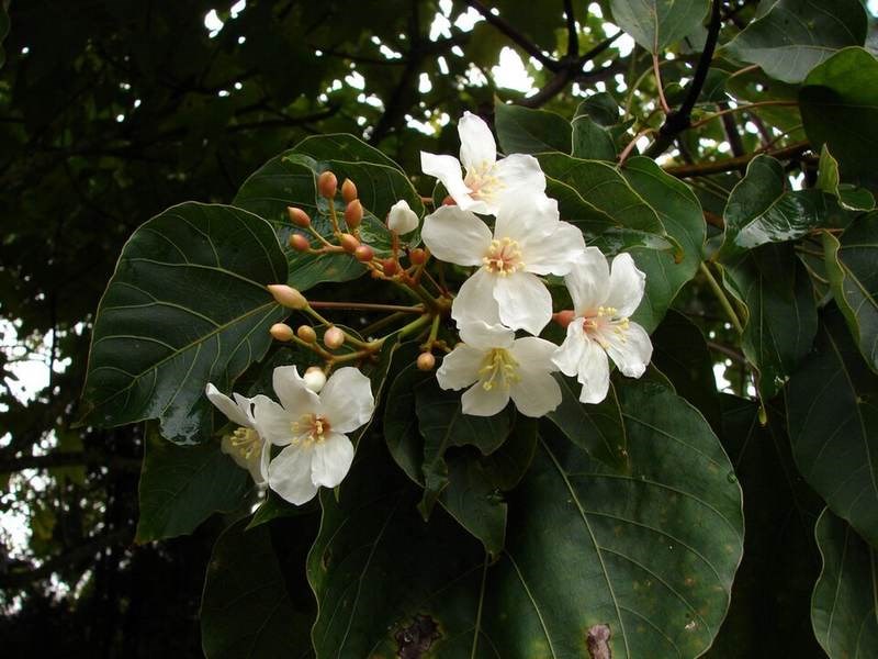 Trẩu