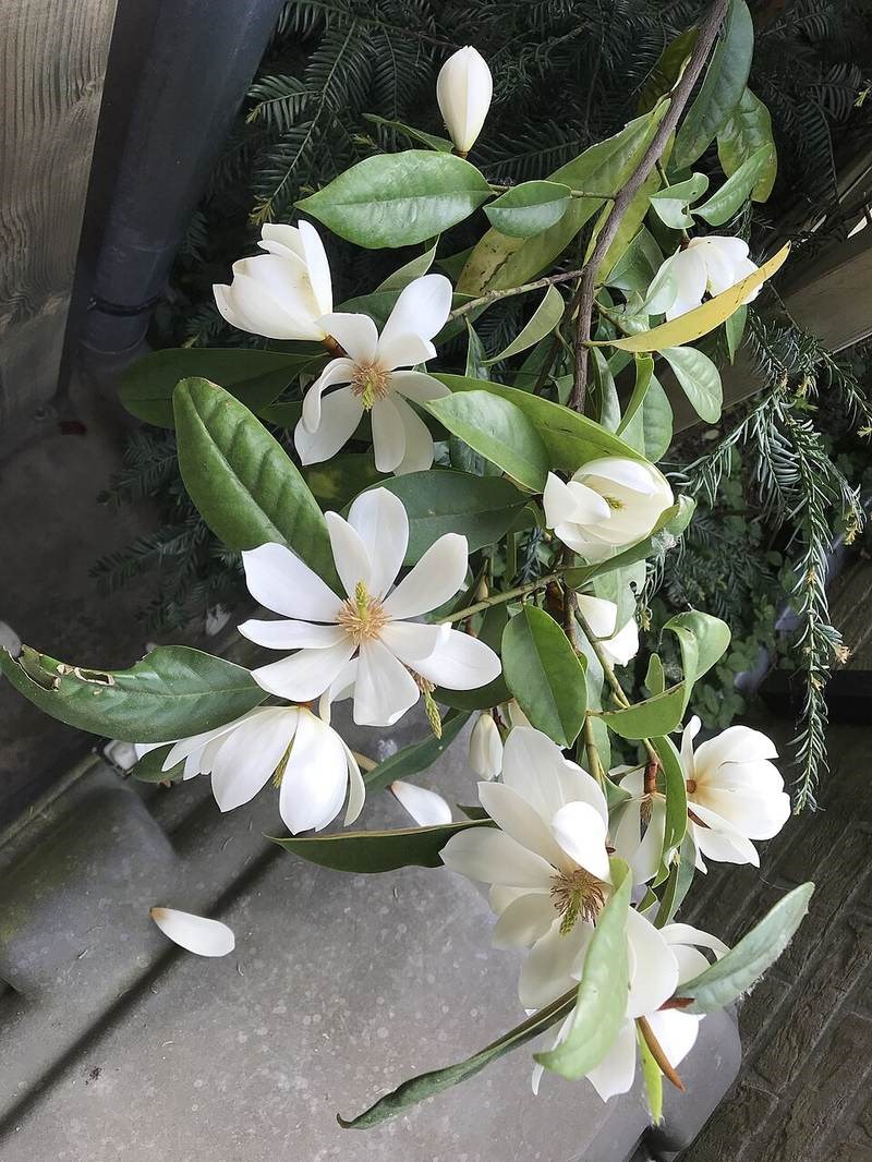 Giổi xanh