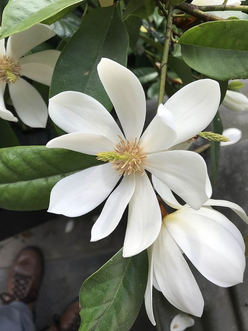 Giổi xanh