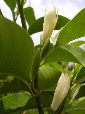 Giổi xanh