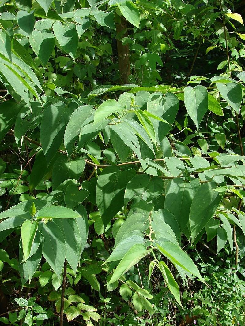 Hu đay