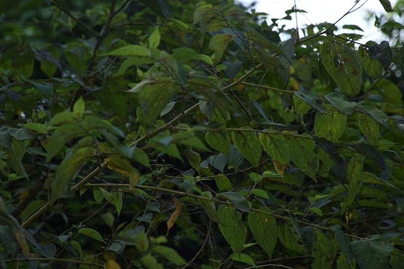 Hu đay