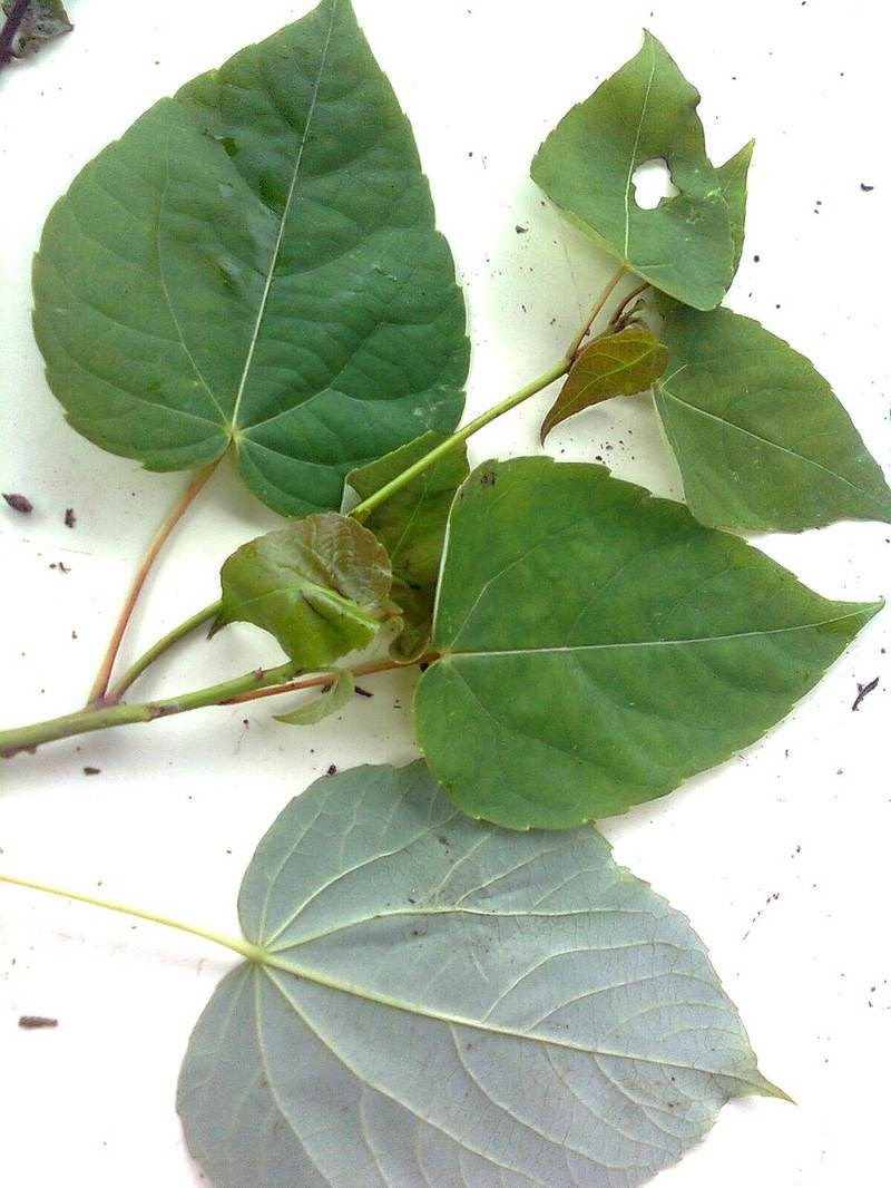 Bùm bụp