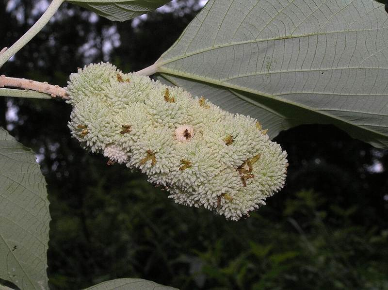 Bùm bụp