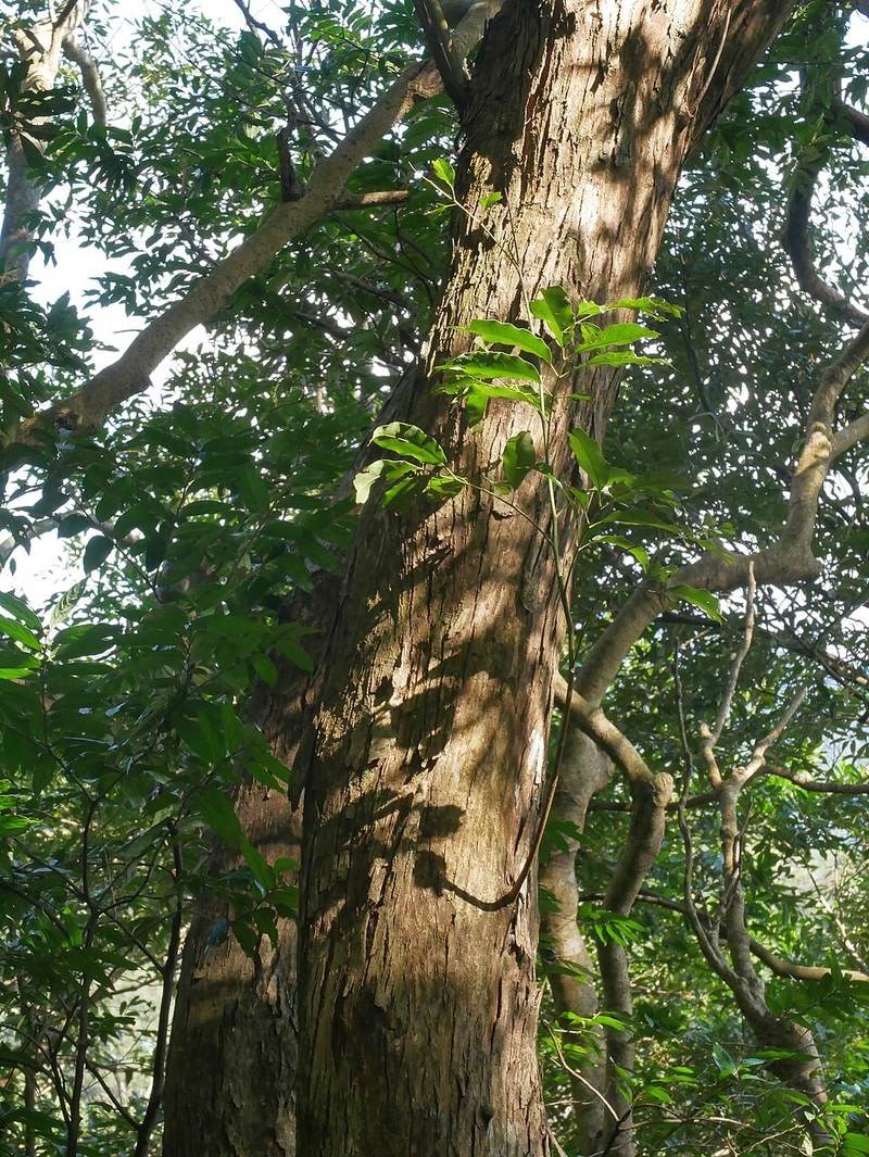Chẹo tía