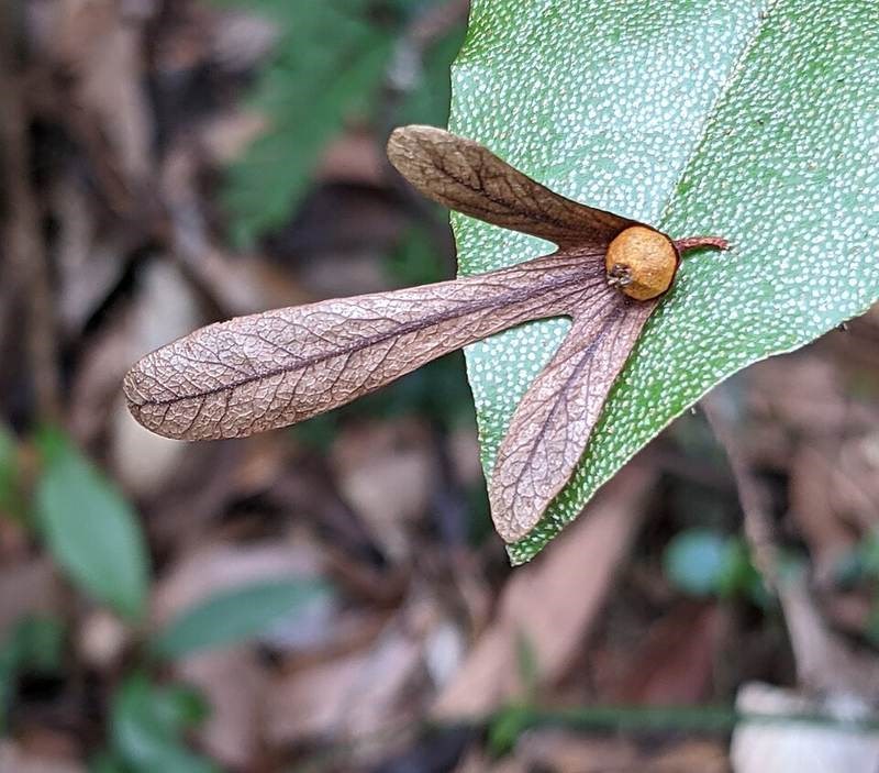 Chẹo tía