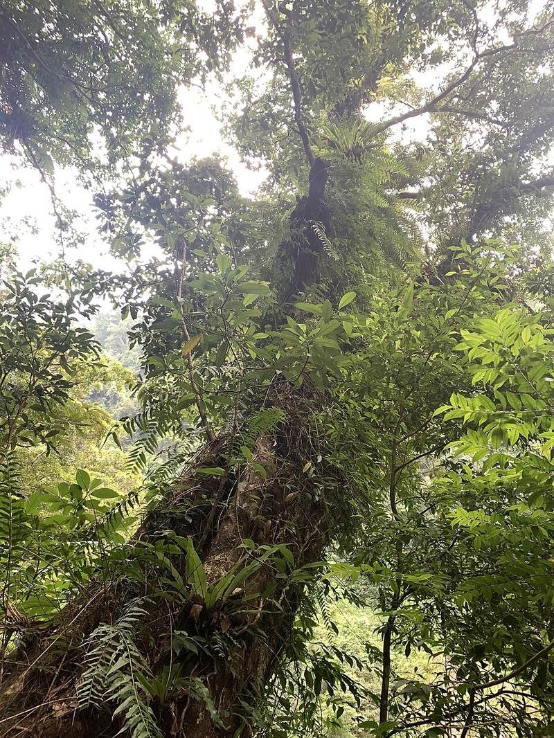 Chẹo tía