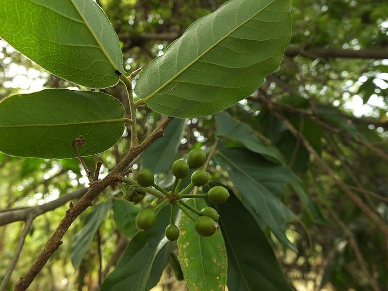 Nhọc (ngọc lan rừng)