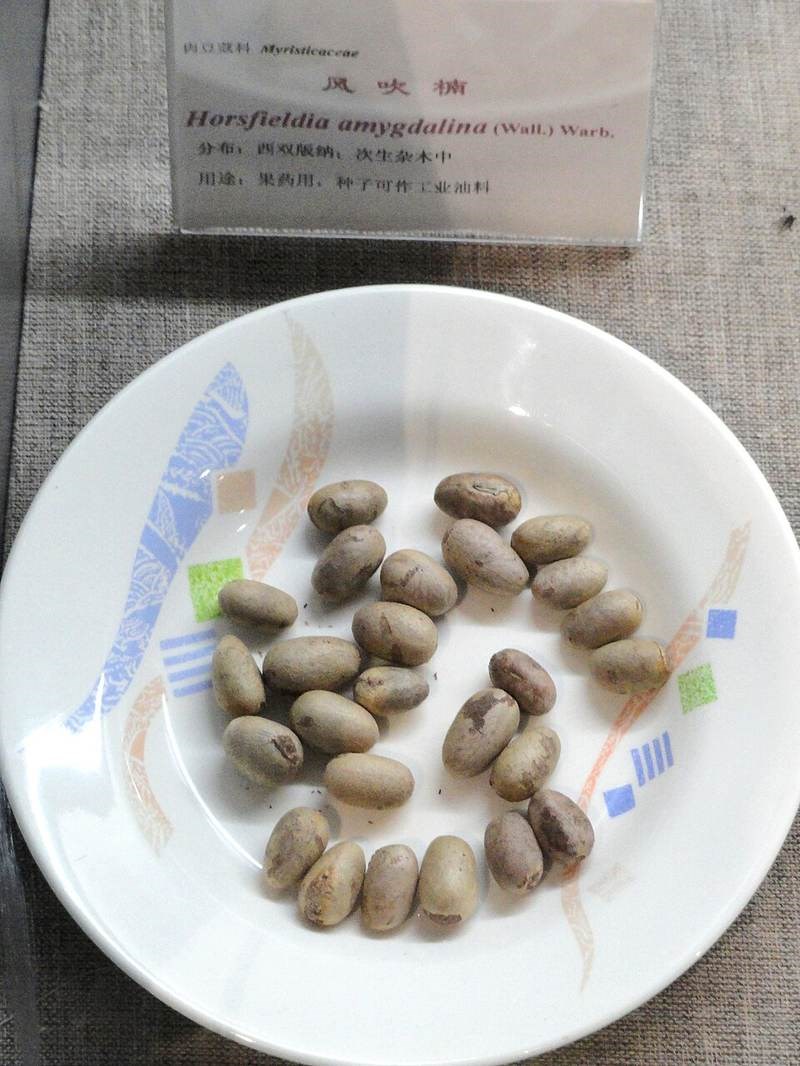 Săng máu
