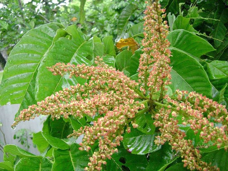 Trường mật