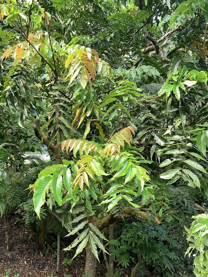 Trường mật