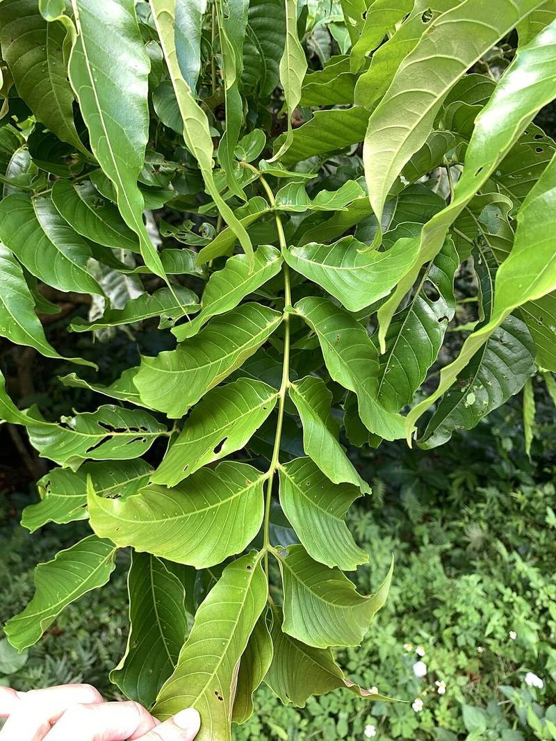Trường mật