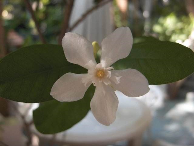 Lồng mức (thừng mực)