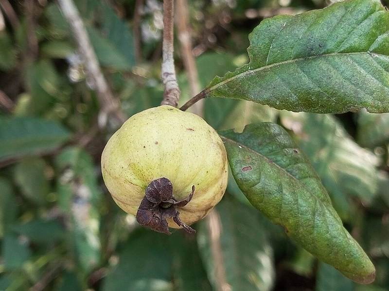 Găng tu hú