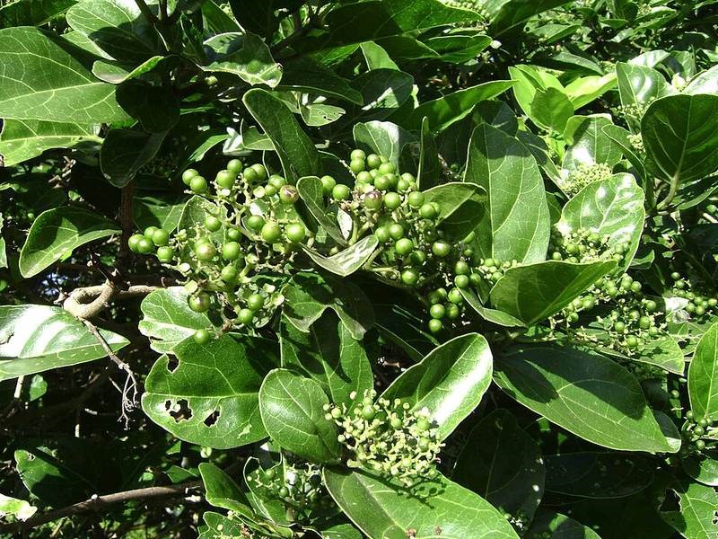 Cách (vọng cách)
