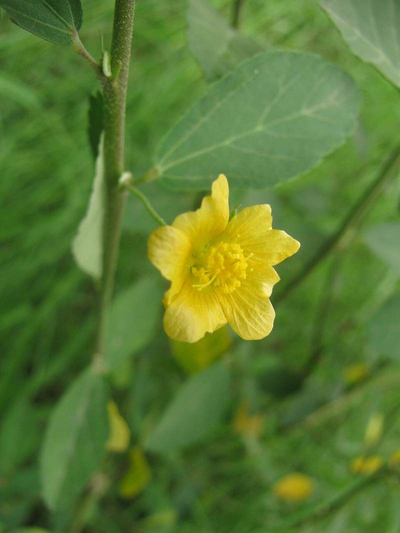 Bái nhọn (ké hoa vàng)