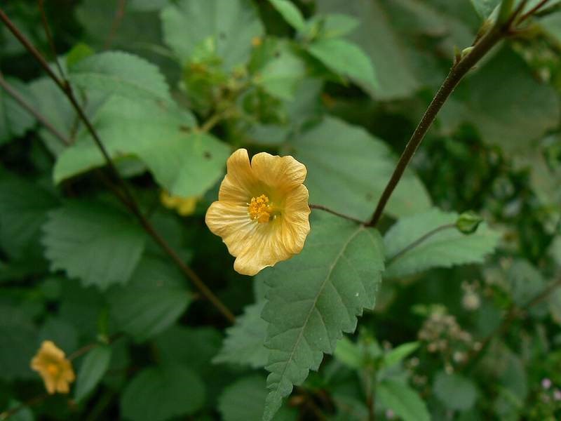 Bái nhọn (ké hoa vàng)