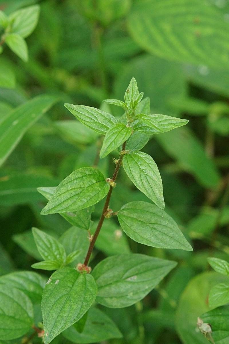 Bọ mắm