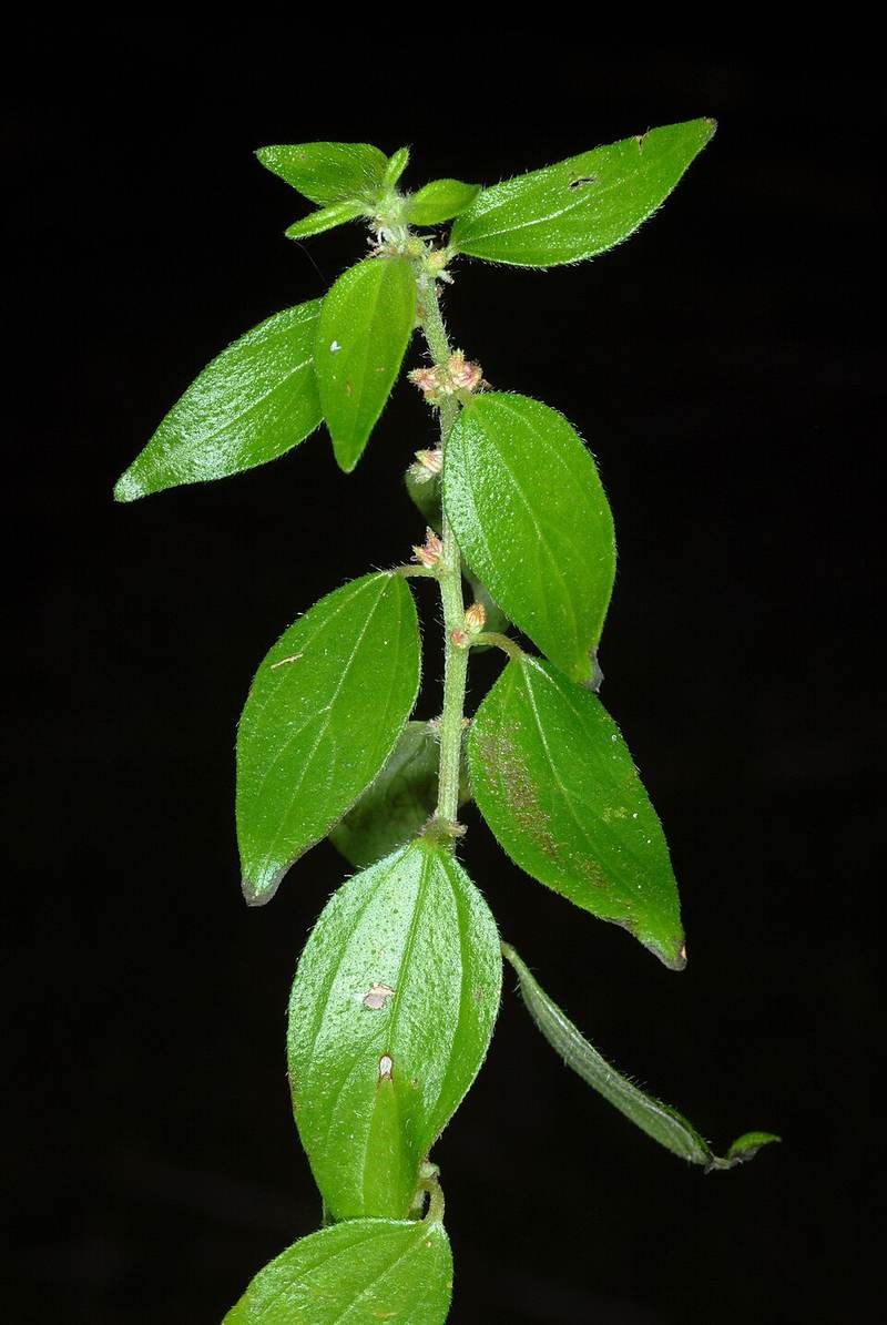 Bọ mắm