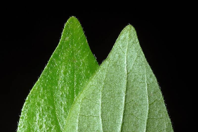 Bọ mắm